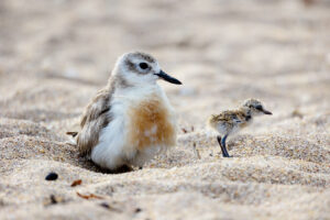 Read more about the article Take action for nature this Conservation Week