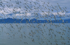 Read more about the article One man’s mission to make 2025 ‘Year of the Wrybill’