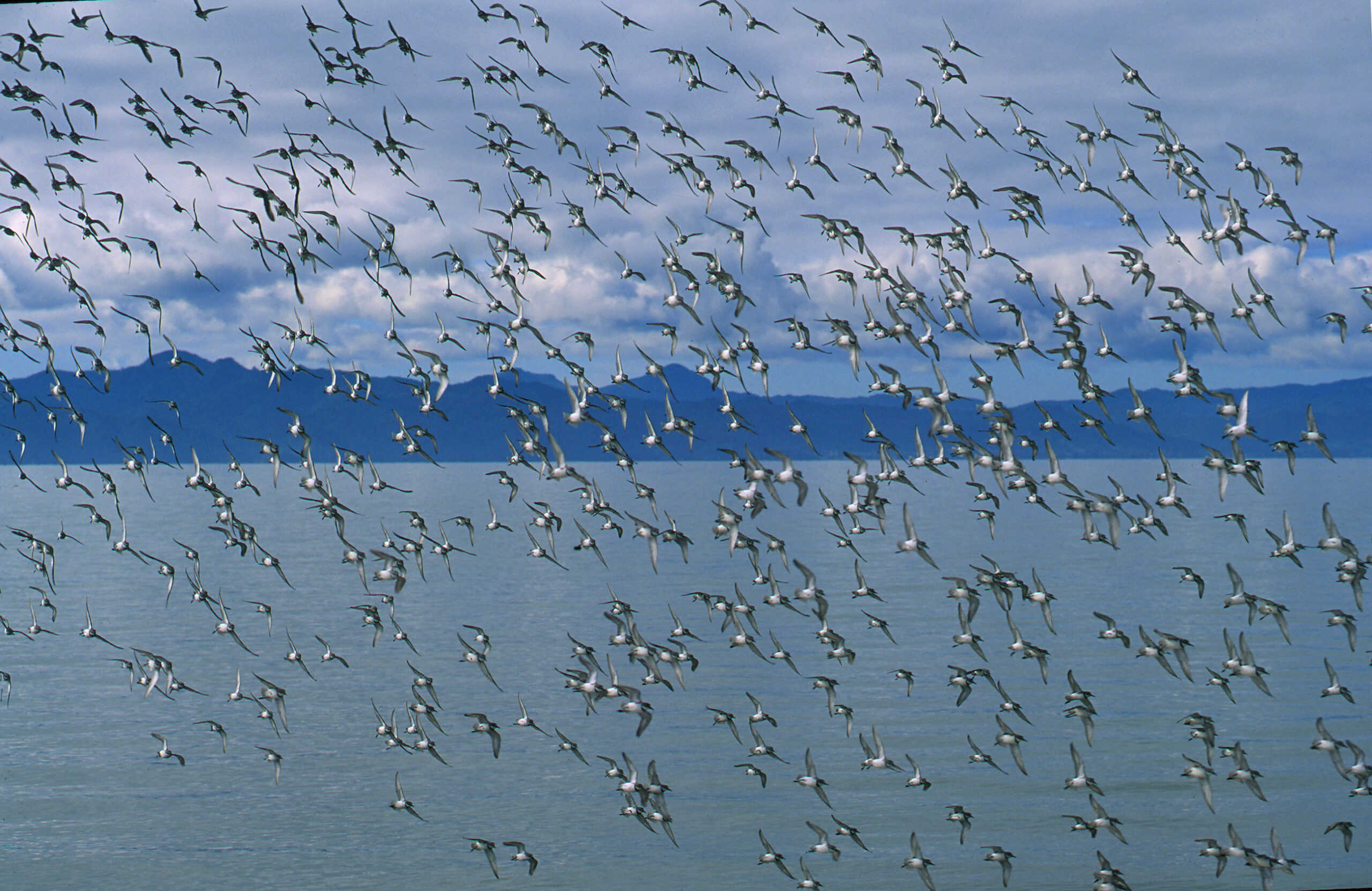 You are currently viewing One man’s mission to make 2025 ‘Year of the Wrybill’