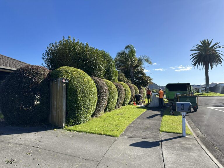 Read more about the article No job is too big or small for Tree Shapes