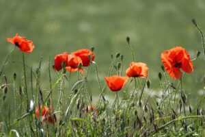 Read more about the article Reflections and memories of Anzac Day