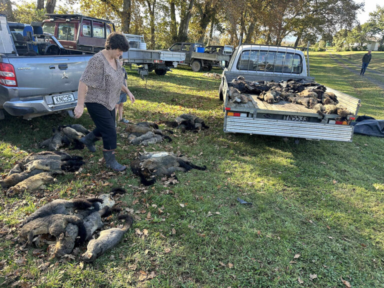 Read more about the article Kaihere Hunt to raise funds for turf