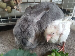 Read more about the article It’s some-bunny’s hoppy happy birthday