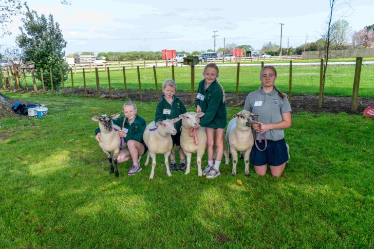 Read more about the article Mucking in: hundreds compete at calf club