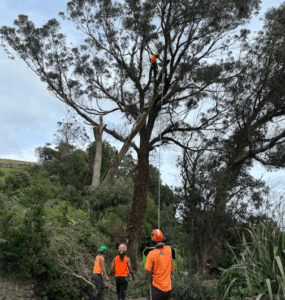 Read more about the article TreeShapes: ‘your support keeps us growing strong’