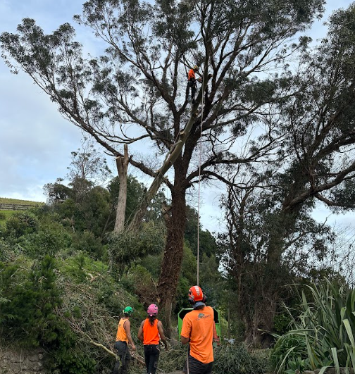 Read more about the article TreeShapes: ‘your support keeps us growing strong’