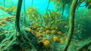 Read more about the article New Gulf protections