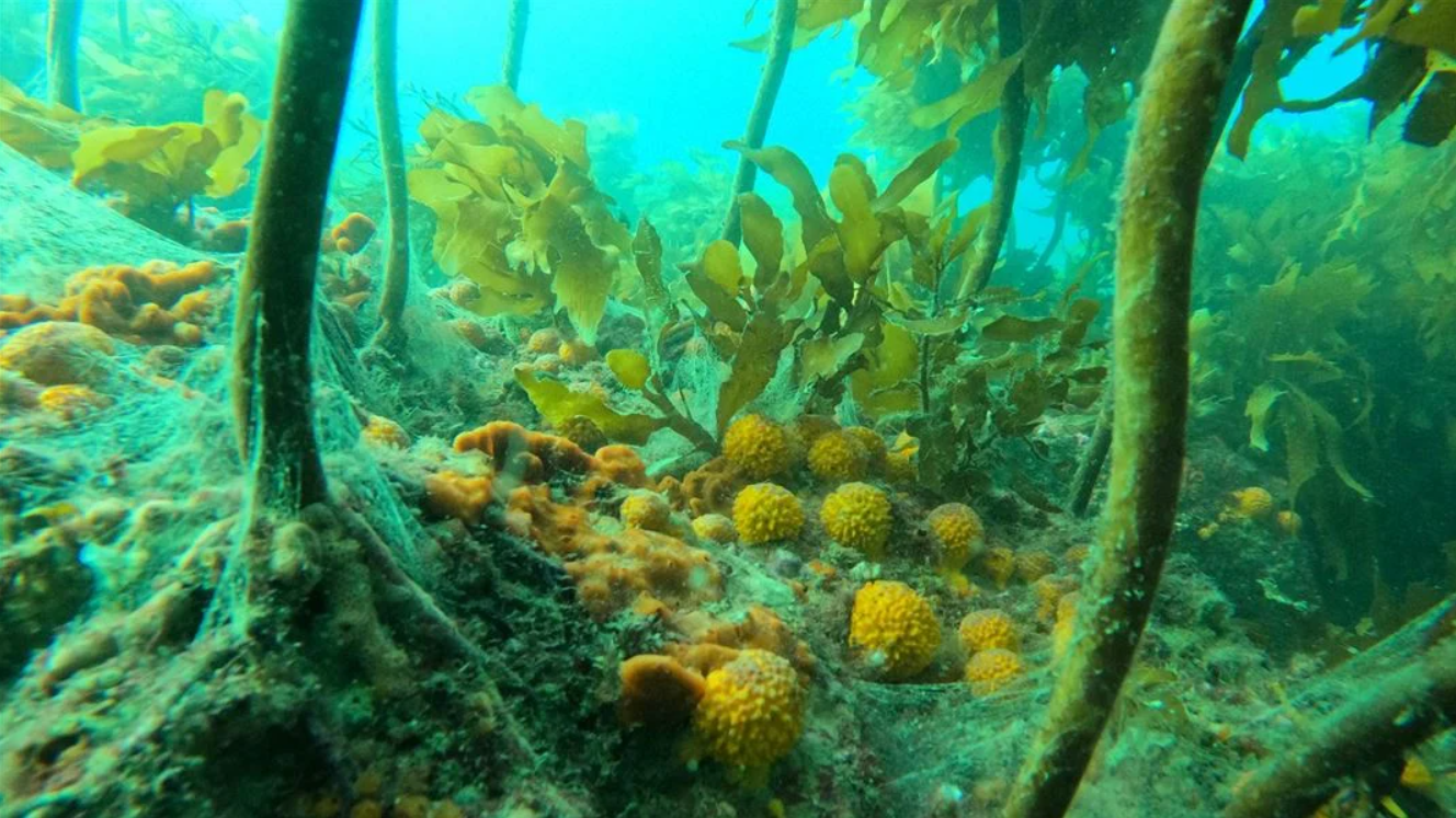You are currently viewing New Gulf protections