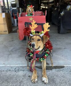 Read more about the article Pups on patrol