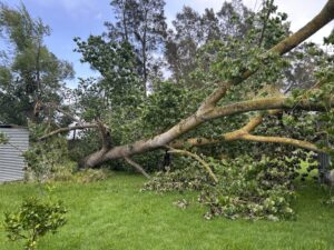 Read more about the article A solution for hazardous trees