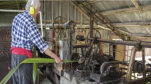 Read more about the article Flaxmill set to fire up