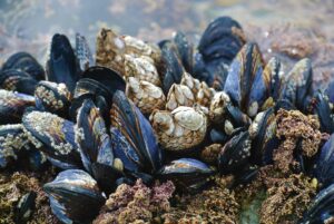 Read more about the article Shellfish harvesting rule changes mooted
