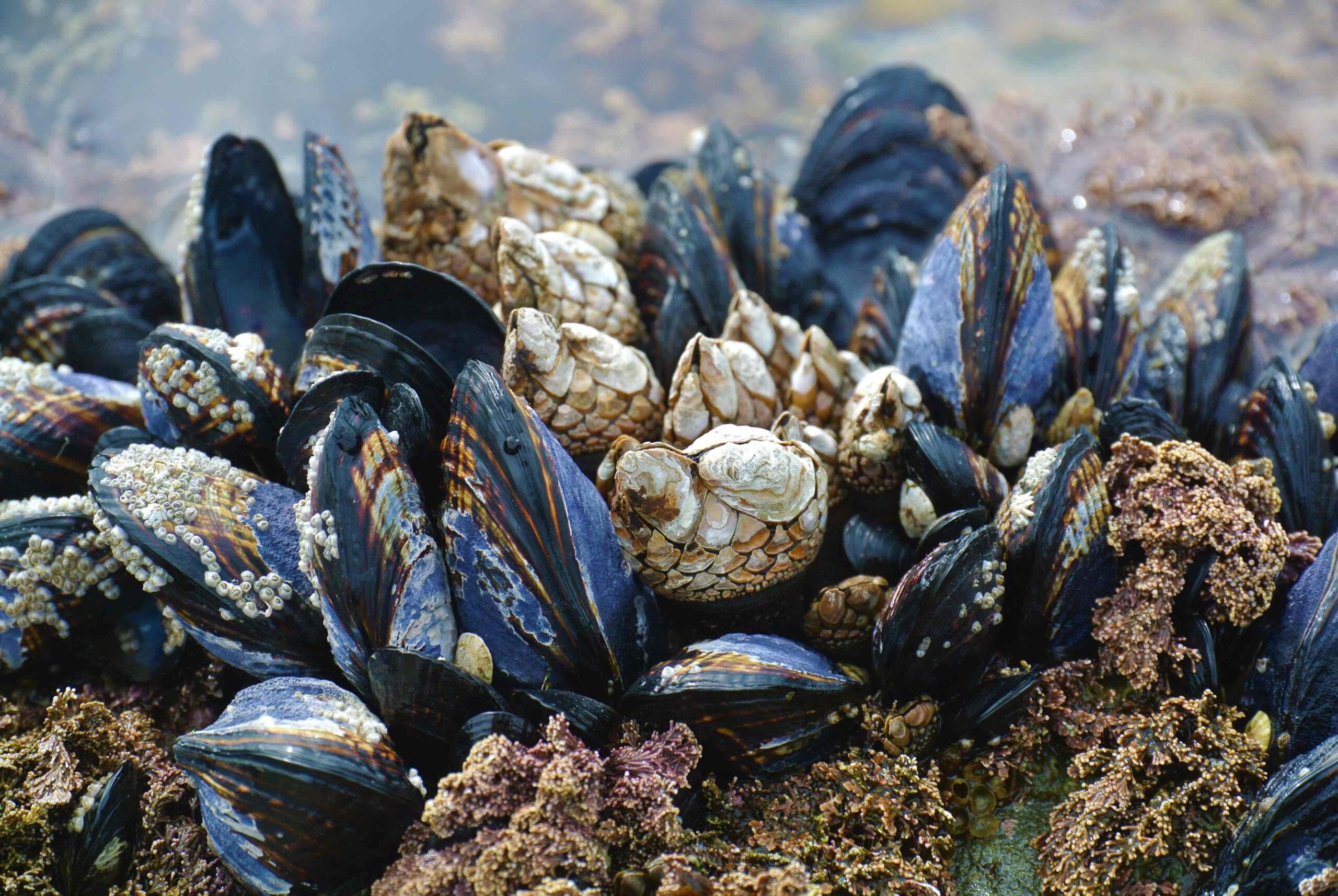 You are currently viewing Shellfish harvesting rule changes mooted