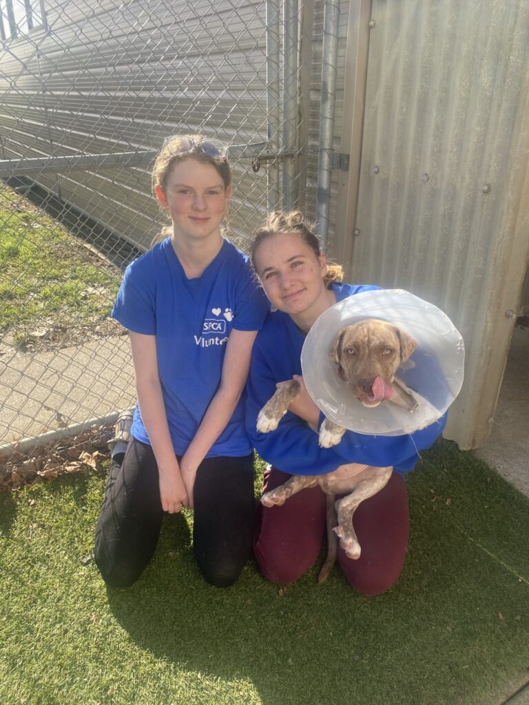 Read more about the article A place to care for animals
