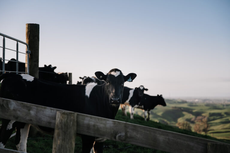 Read more about the article Livestock values – what do they mean for me?