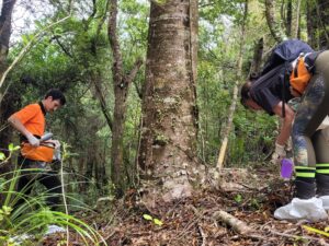 Read more about the article Kaimai Mamaku free of kauri dieback