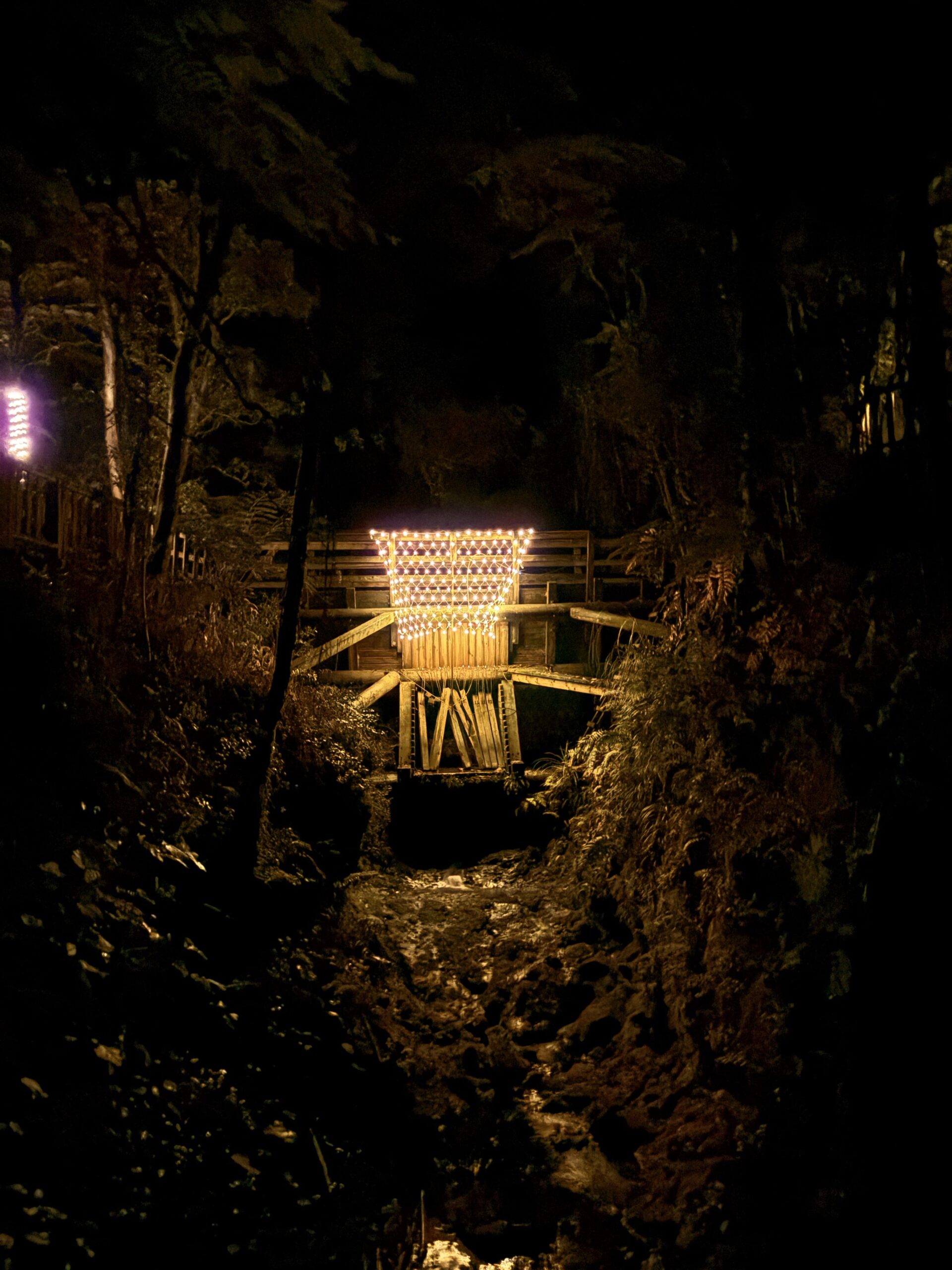 You are currently viewing Forest illuminated for Matariki night walk