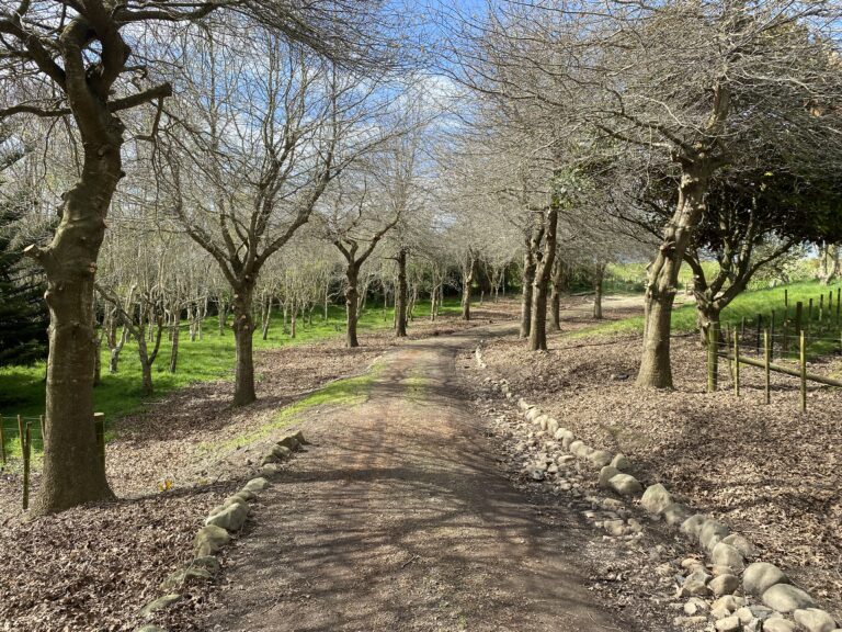 Read more about the article Winter pruning, healthier trees