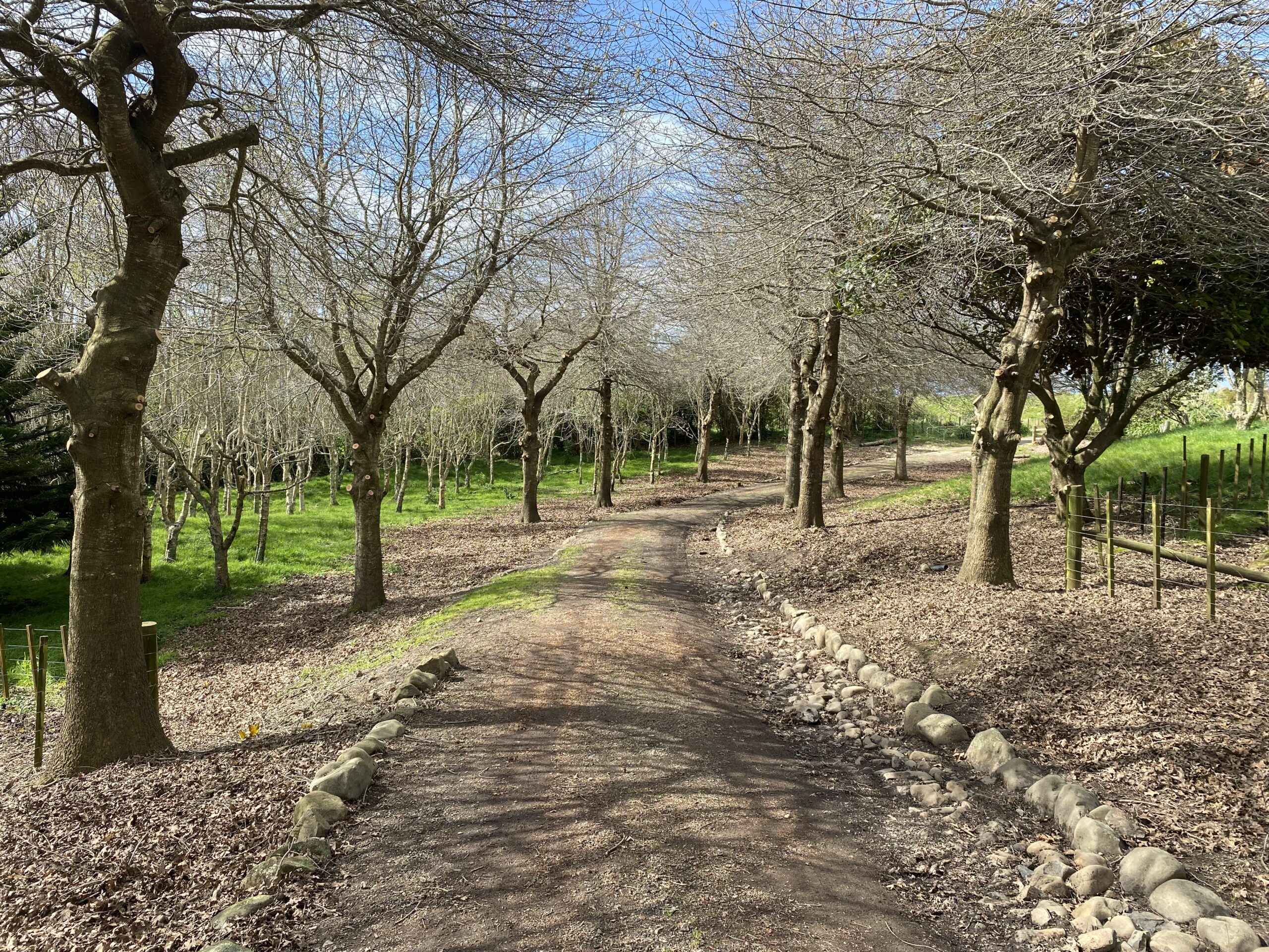 You are currently viewing Winter pruning, healthier trees