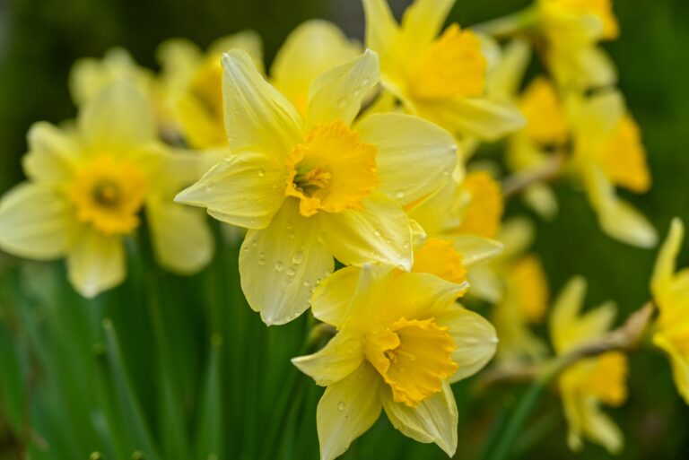 Read more about the article Daffodil Brunch, free skin checks in Waihī